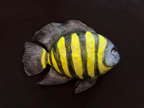 ANGEL FISH TOTUM FAUNA